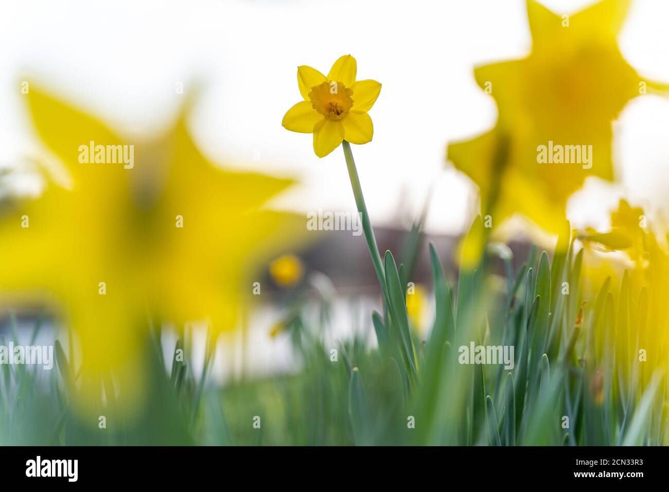 Gros plan des jonquilles en mars Banque D'Images