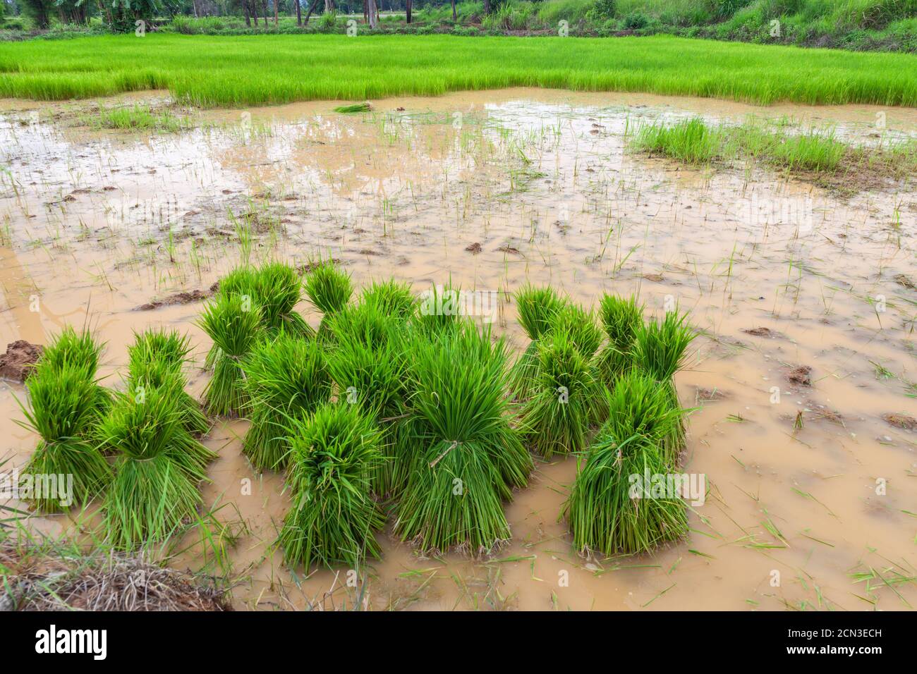 Le riz jeune germe prêt à être planté dans le champ de riz avec de l'eau Banque D'Images