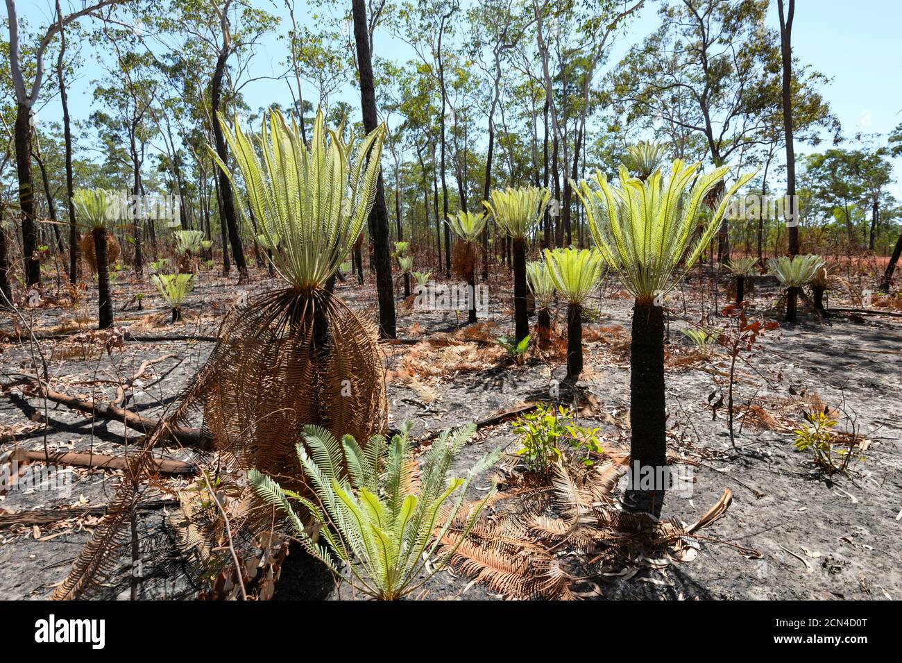 De nouvelles pousses de fougères arborescentes repoussent après un feu de brousse, Arnhem Land, territoire du Nord, Australie Banque D'Images