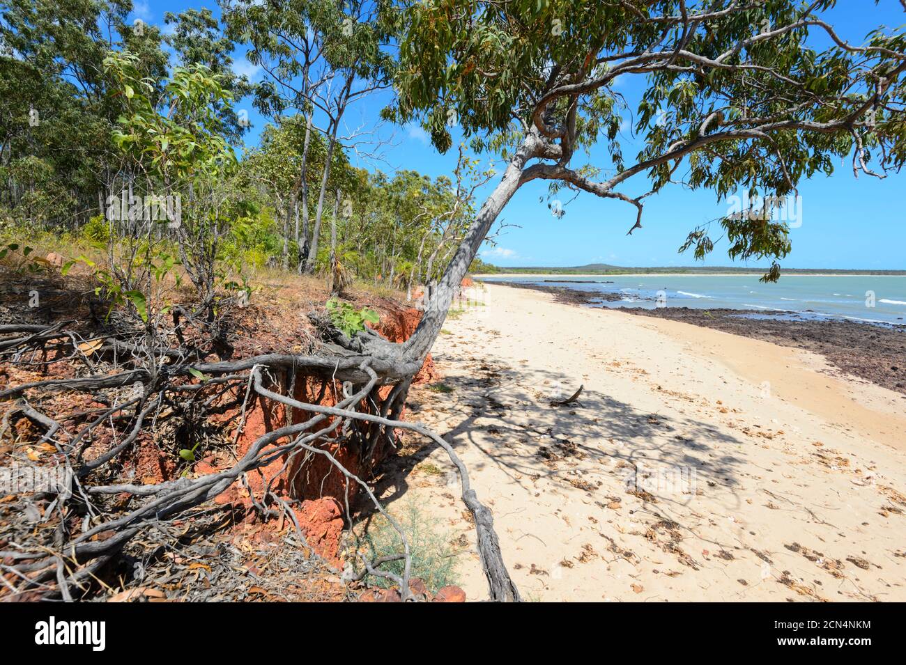 L'érosion côtière a exposé les racines de cet arbre à Rainbow Cliffs, près de Nhulunbuy, péninsule de Gove, Terre d'Arnhem est, territoire du Nord, territoire du Nord, territoire du Nord, Australie Banque D'Images