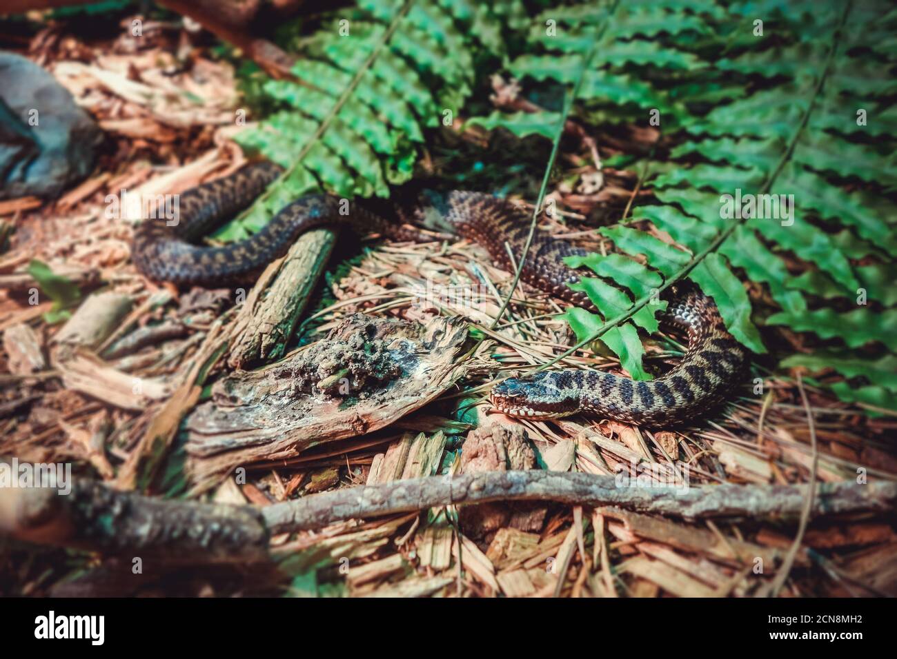 ASP viper en forêt Banque D'Images