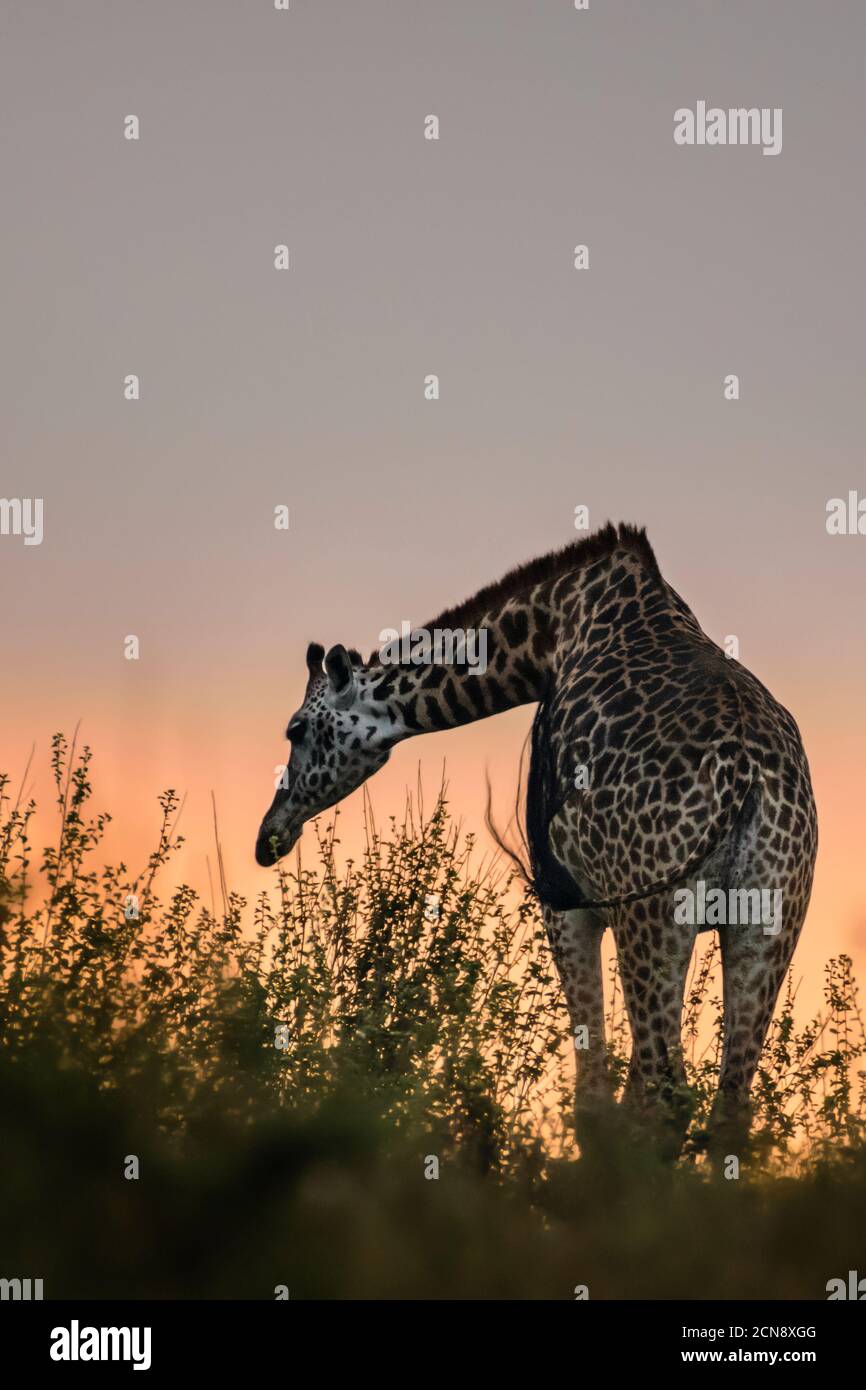 Girafe dans une belle lumière du matin, parc national de Nairobi, Kenya Banque D'Images
