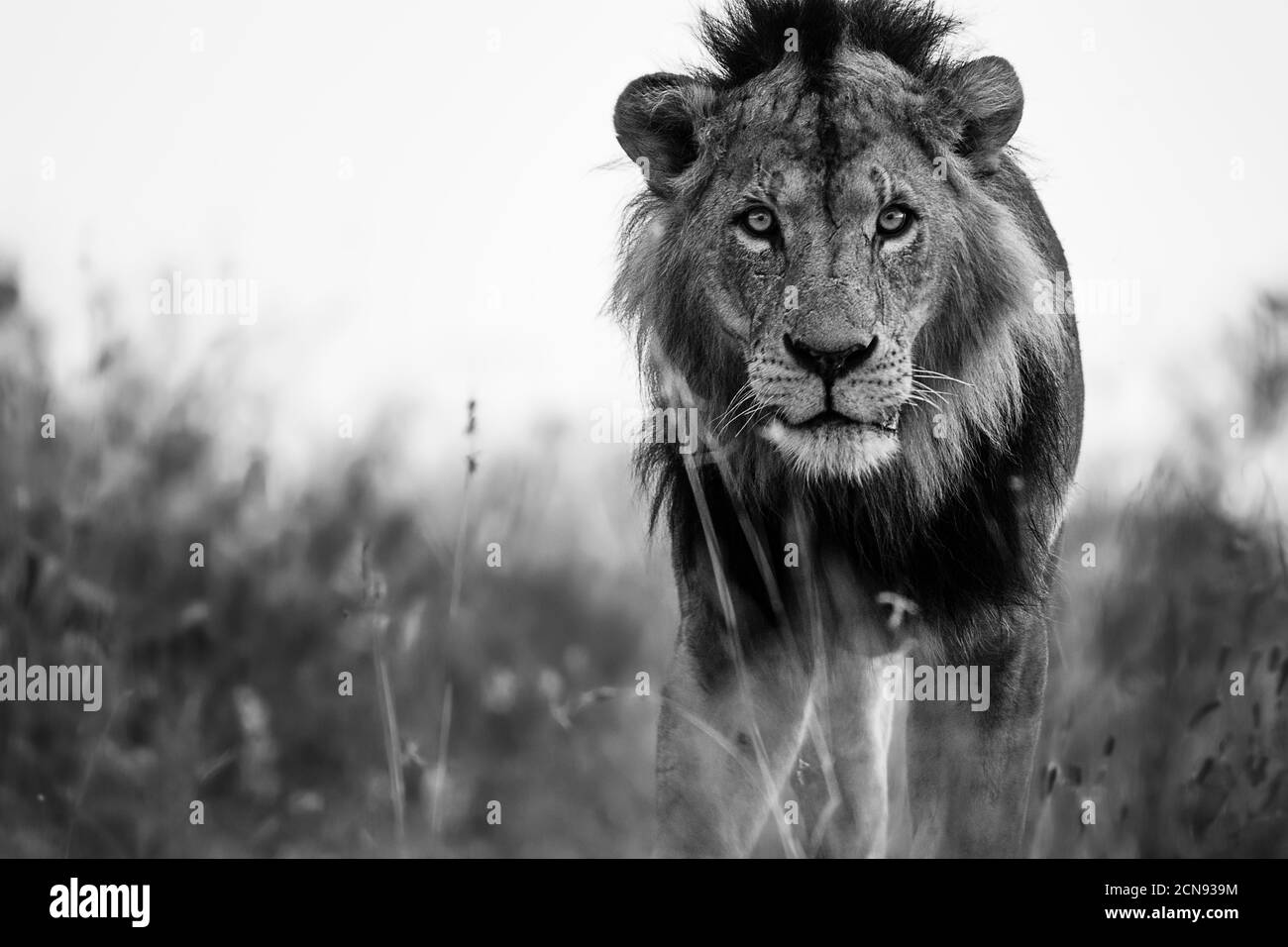 Portrait noir et blanc d'un lion regardant dans l'appareil photo, Parc national de Nairobi, Kenya Banque D'Images