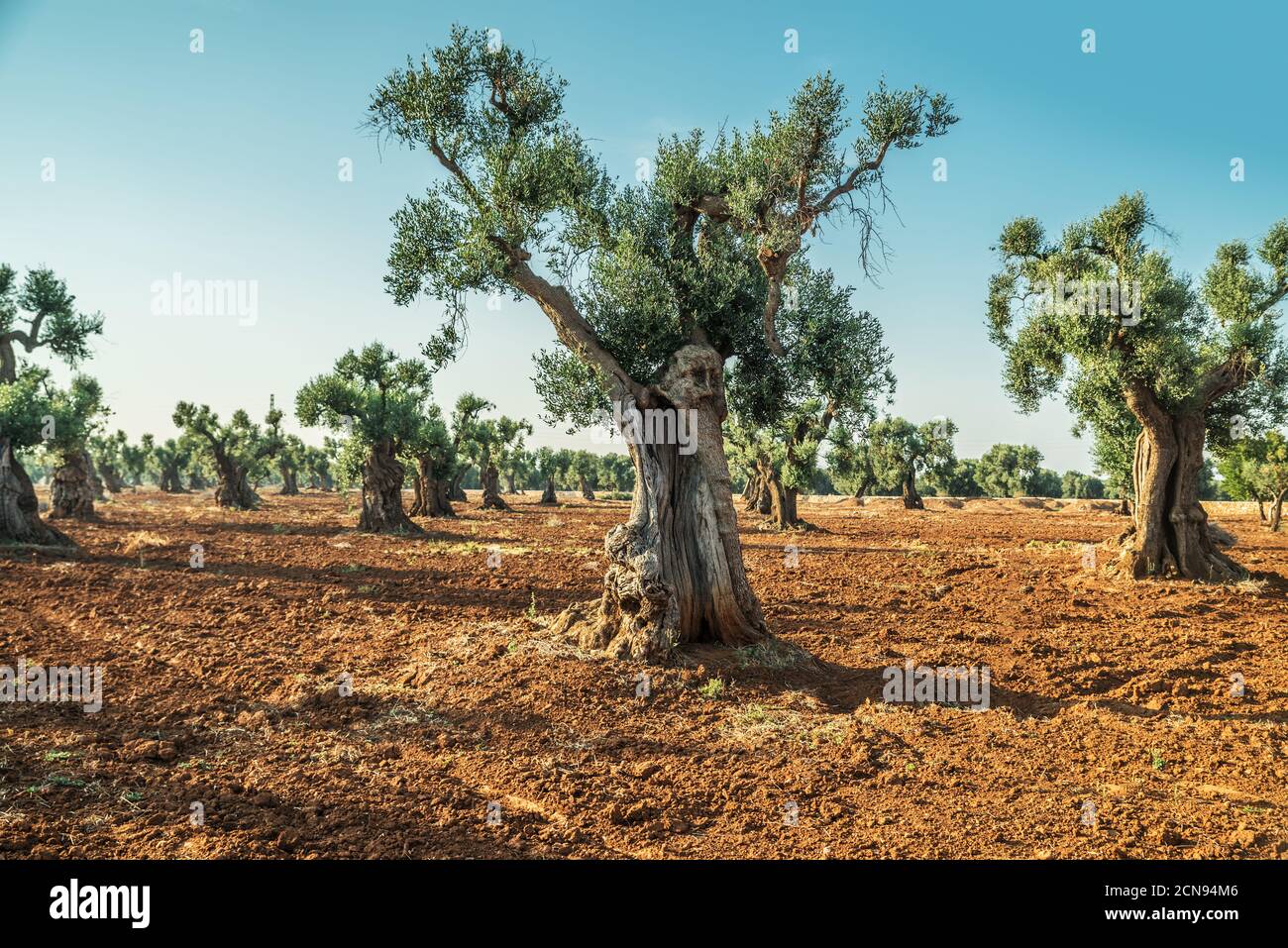 Plantation olive méditerranéenne avec un vieil olivier au premier plan. Banque D'Images