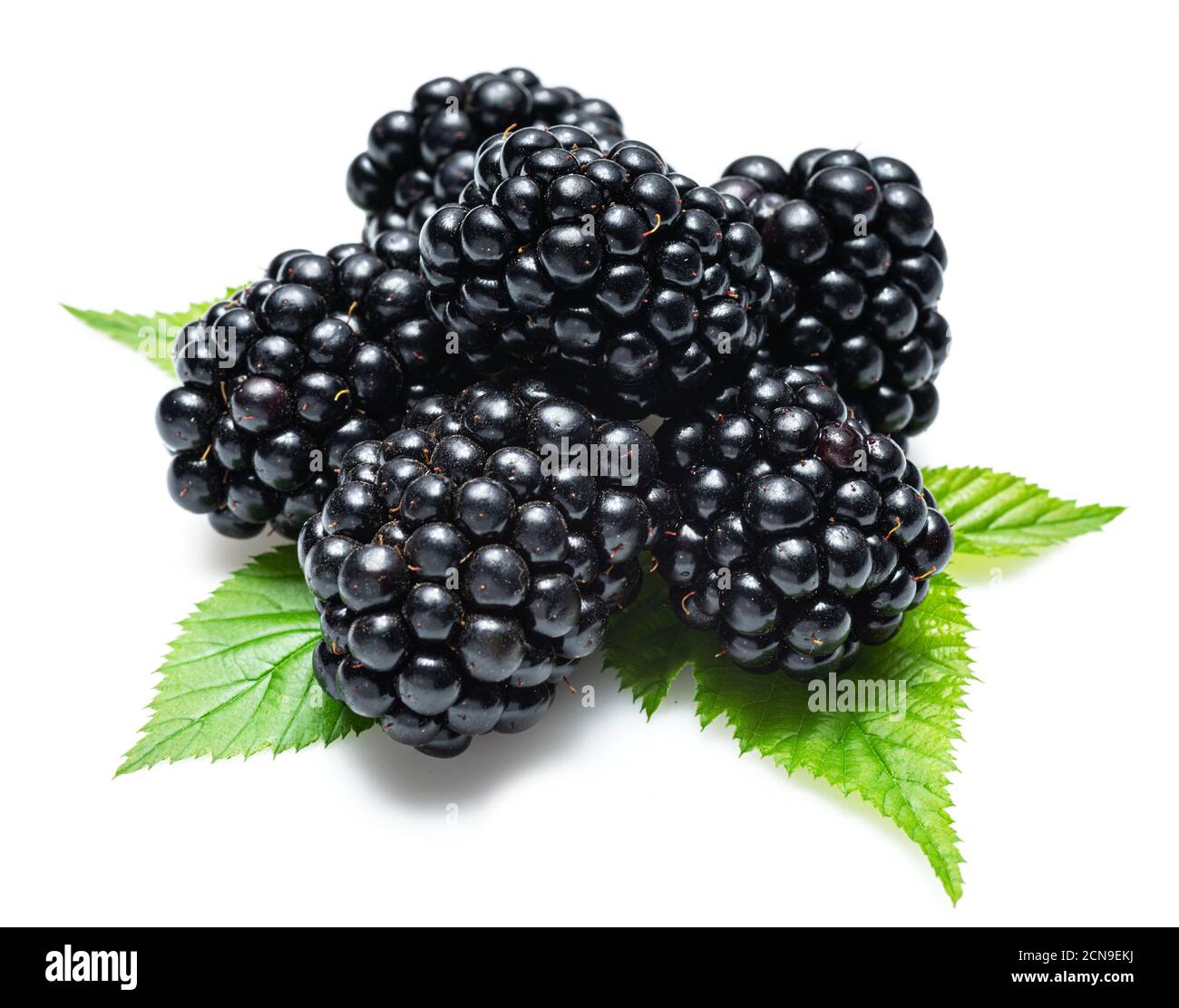 Mûres avec feuilles de blackberry isolées sur un fond blanc. Banque D'Images