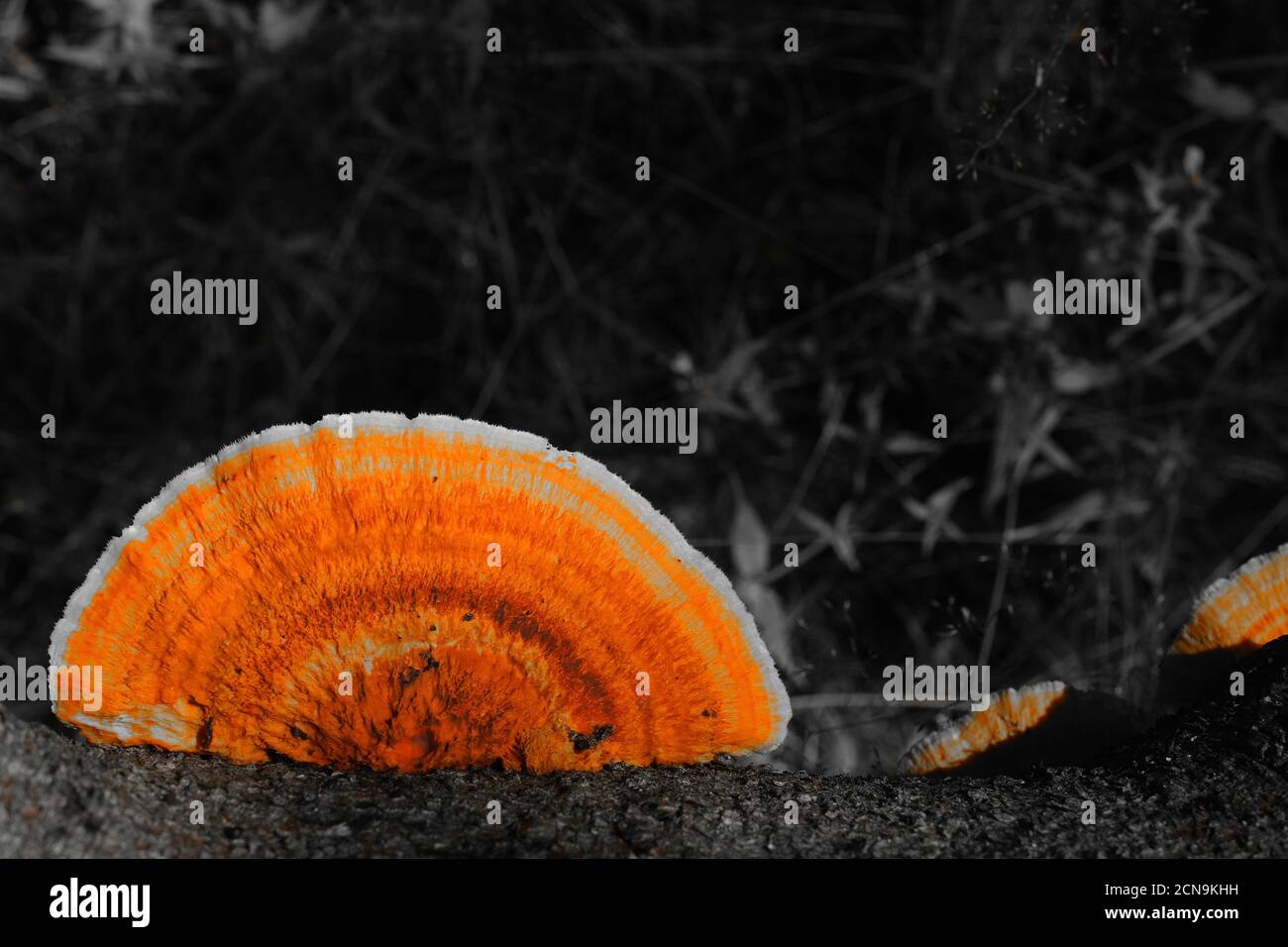 Grand champignon orange vif sur fond noir flou. Gros plan. Banque D'Images