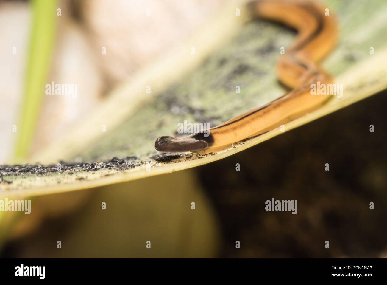 Macro d'un ver de la tête de hammer (Platyhelminthes),Flatworm sur une feuille. (Mise au point sélective) Banque D'Images