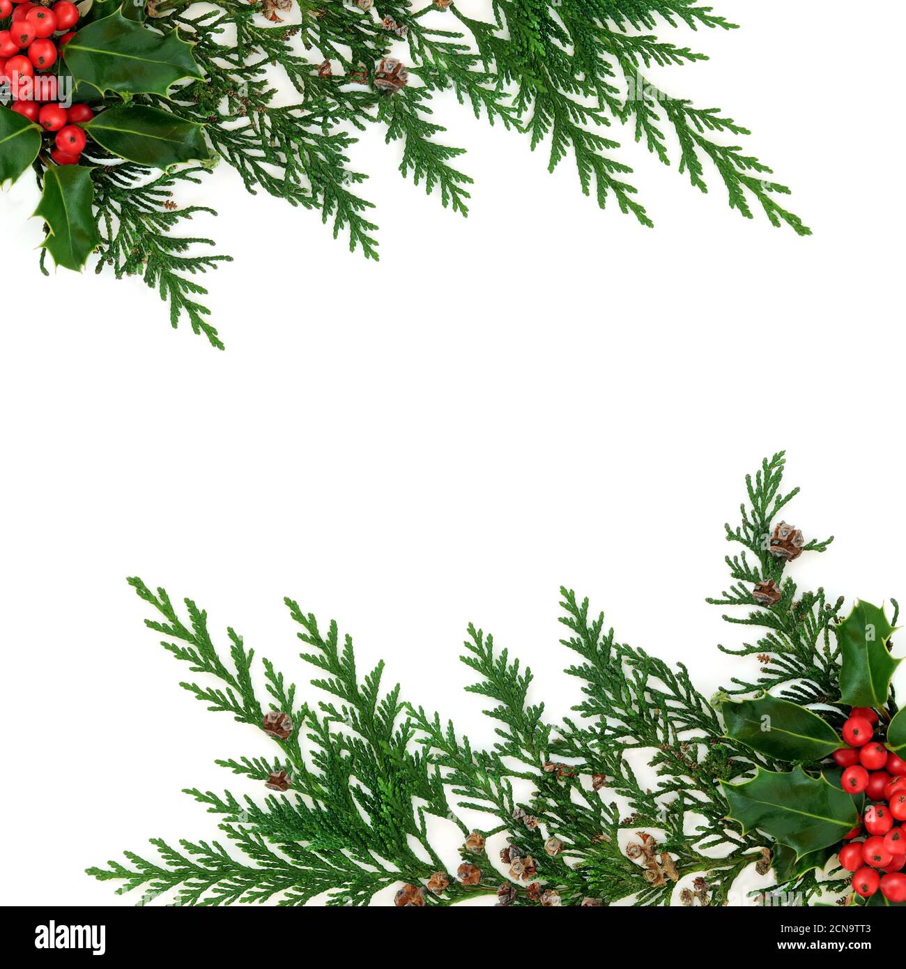 Décoration d'hiver naturelle sur fond blanc avec bordure de cyprès de cèdre et de baie de houx. Motif décoratif pour Noël et le nouvel an. Vue de dessus. Banque D'Images
