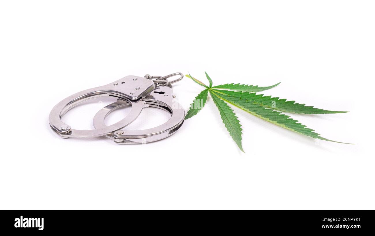 arrestation pour marijuana médicale, trafic de stupéfiants, menottes et feuilles vertes en gros plan. Banque D'Images