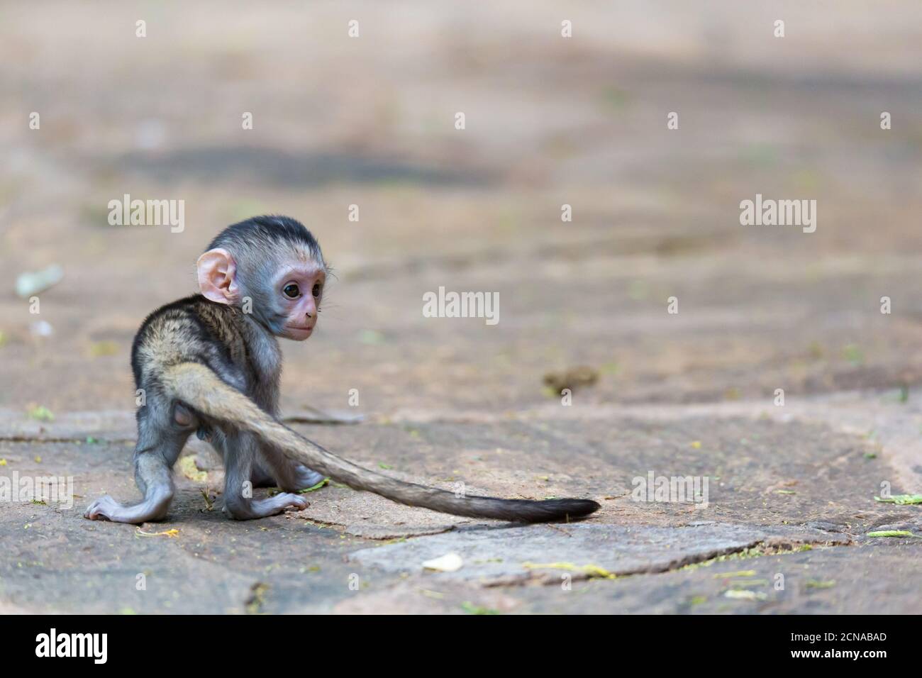 Un petit singe drôle joue sur le sol ou dans l'arbre Banque D'Images