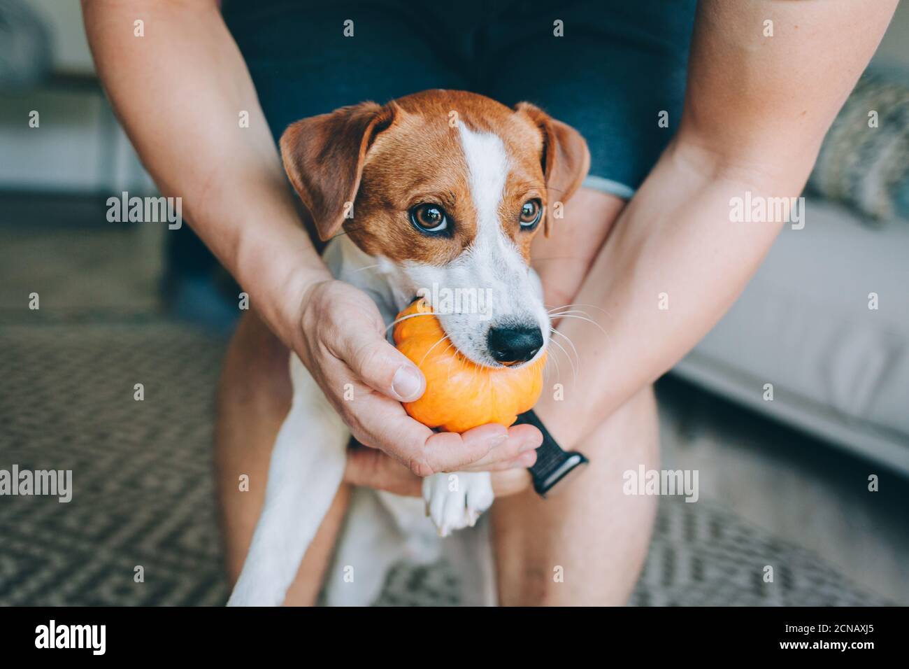 Mignon chiot Jack Russell Terrier et son propriétaire jouant avec la citrouille à la maison. Portrait d'un petit chien. Banque D'Images