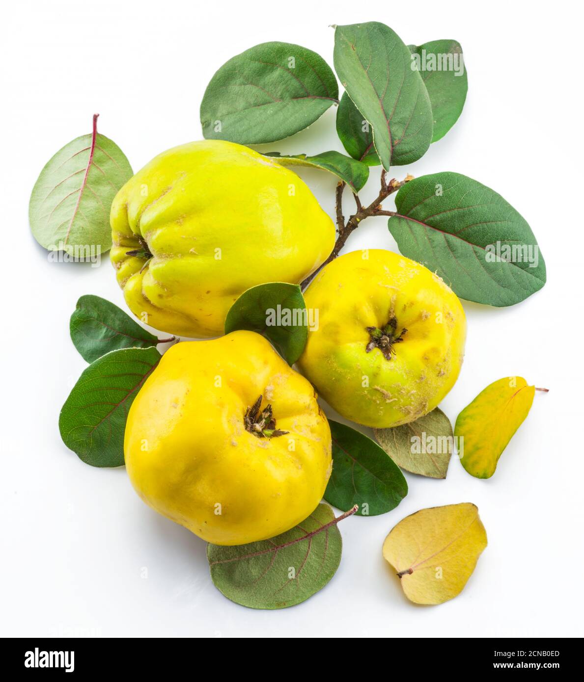 Fruits de coing dorés mûrs isolés sur fond blanc. Petit groupe de fruits avec feuilles. Banque D'Images