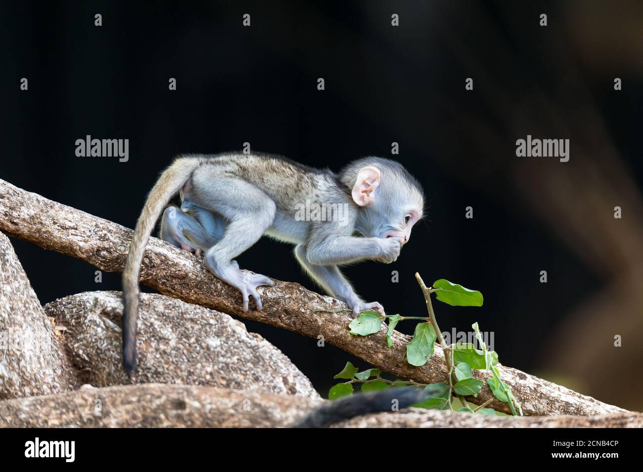 Un singe monte sur une branche Banque D'Images