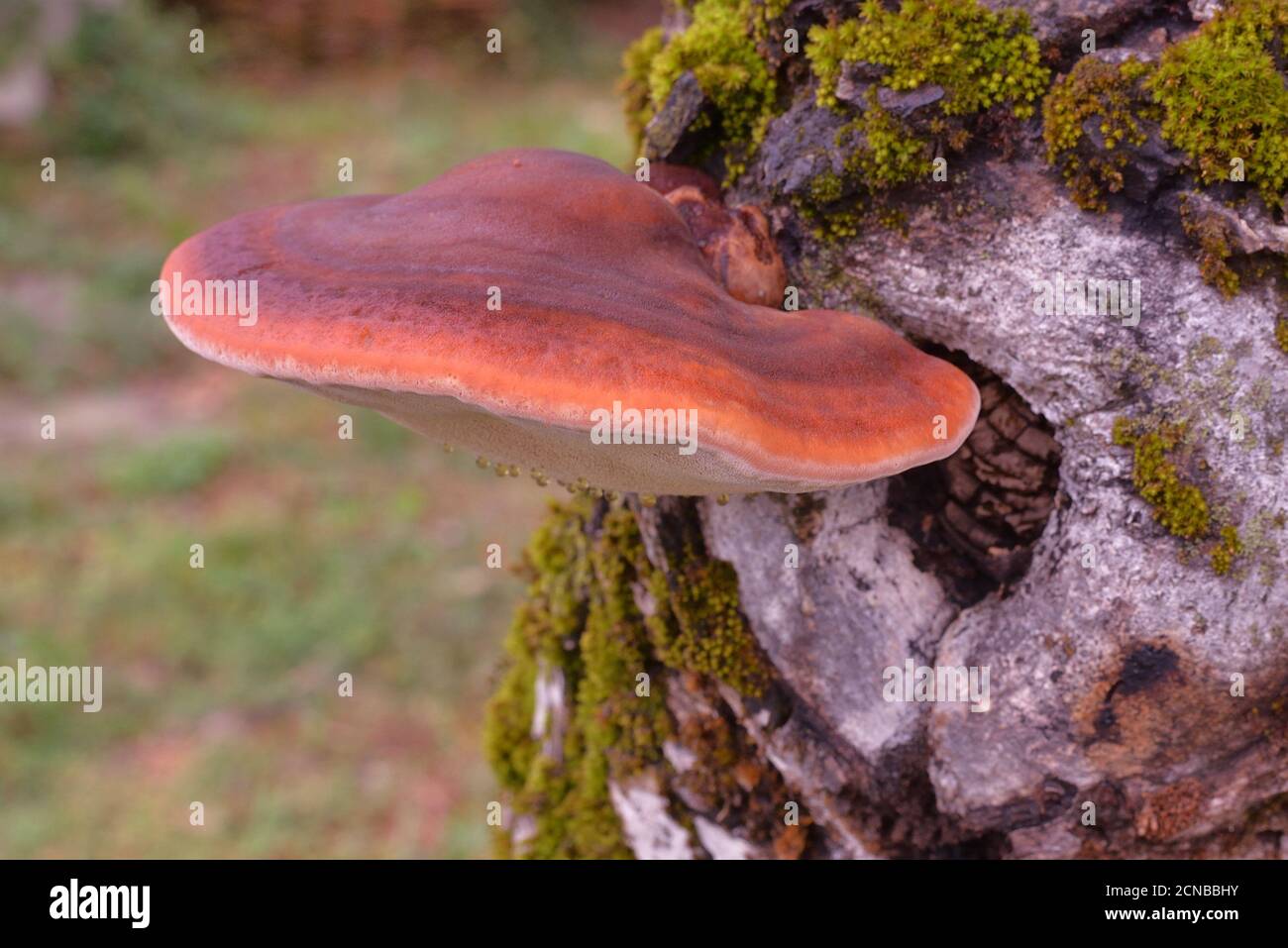 Champignon de langue de boeuf Banque de photographies et d’images à — free download