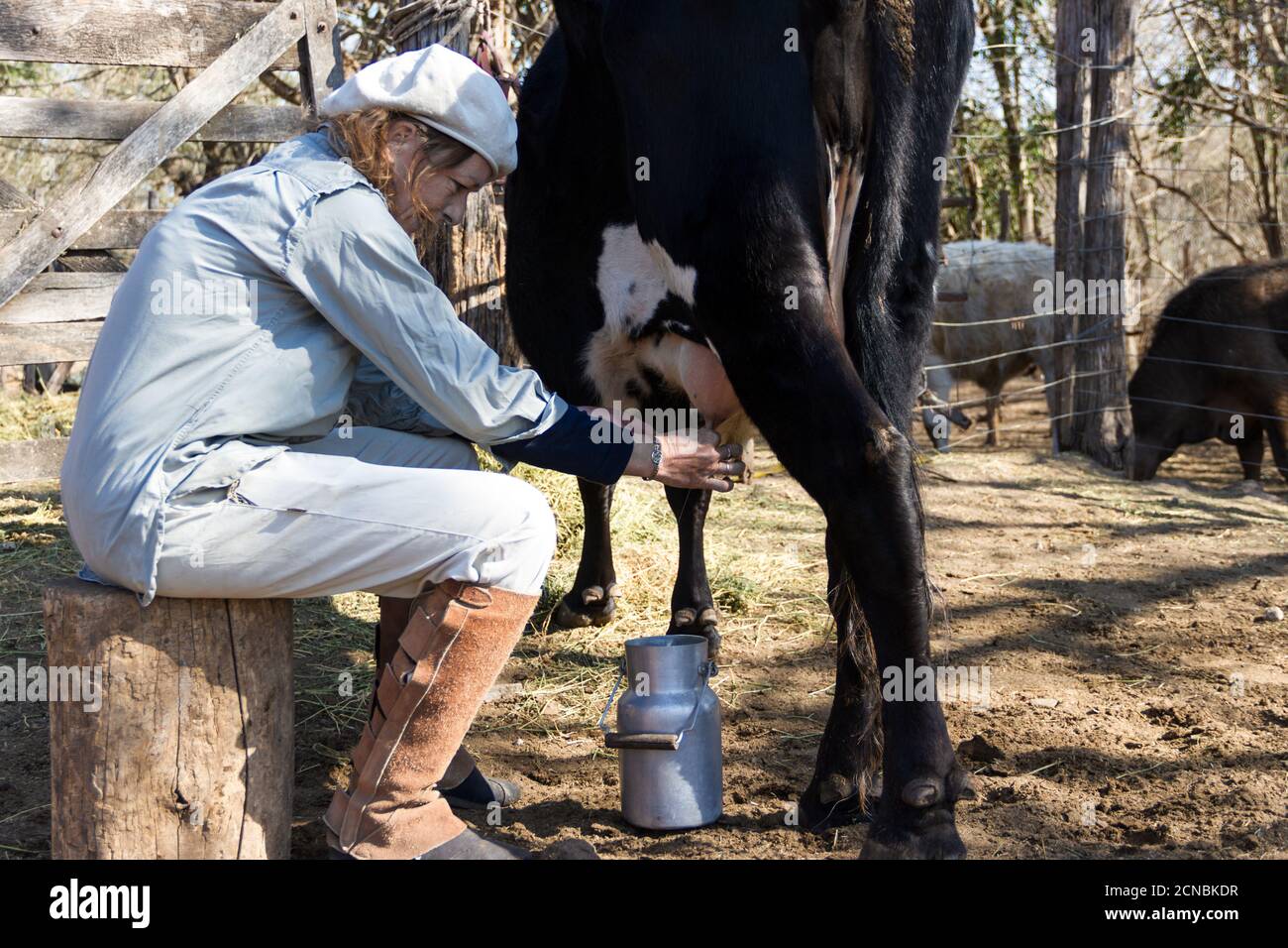 femme travaillant en milieu rural qui traite les vaches Banque D'Images
