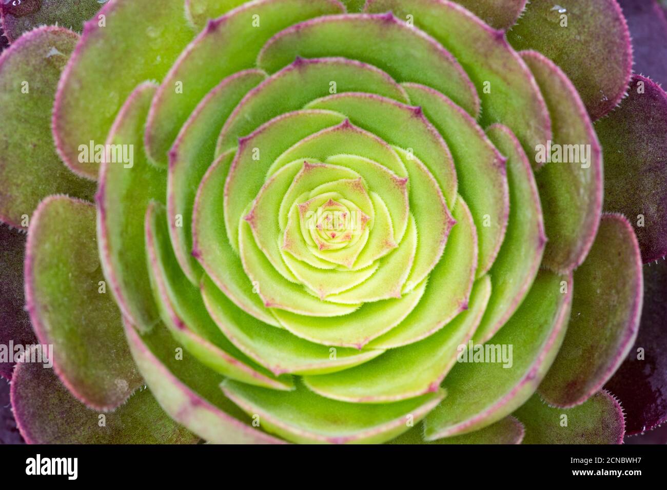 Plante succulente closeup Banque D'Images Plante succulente closeup Banque D'Images