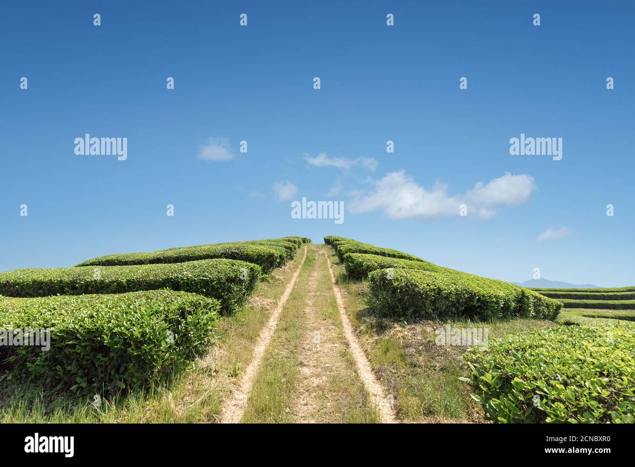 plantation de thé contre un ciel bleu Banque D'Images