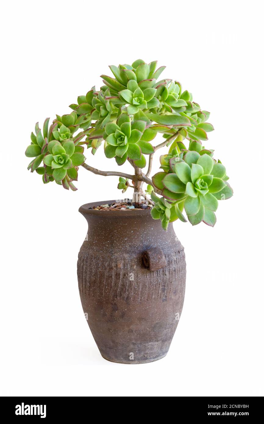 plante succulente en pot isolée Banque D'Images