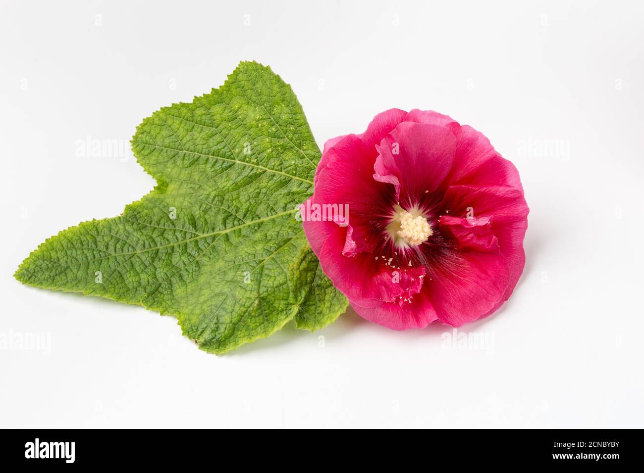 fleur de hollyhock et feuille isolée Banque D'Images