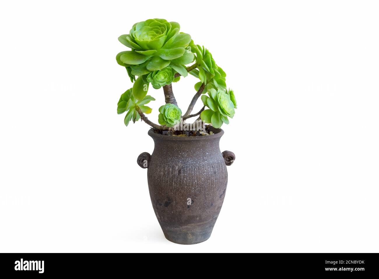 plante succulente verte en pot isolée Banque D'Images plante succulente verte en pot isolée Banque D'Images