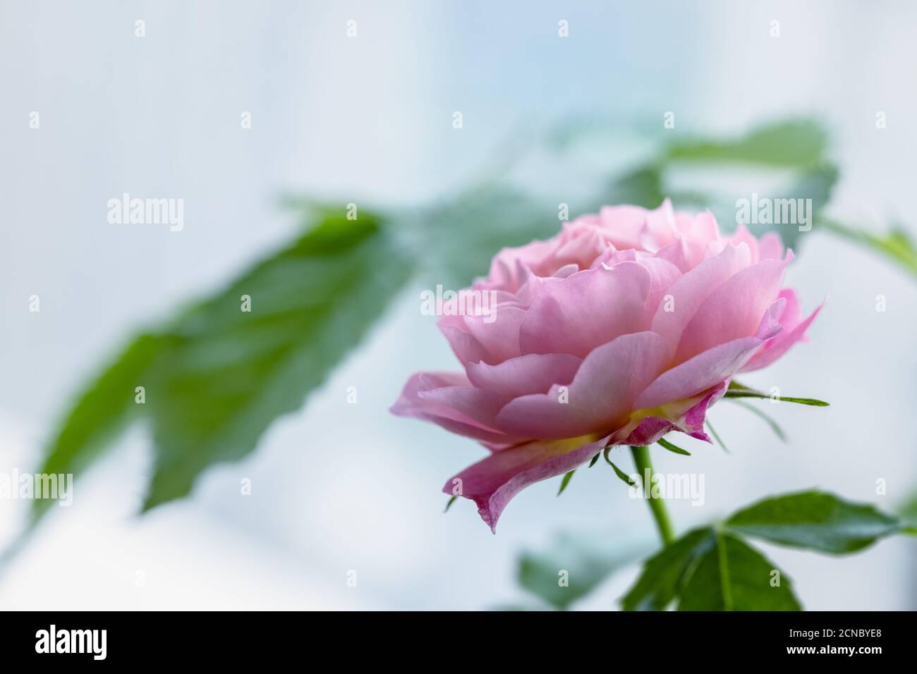 rose fée Banque D'Images