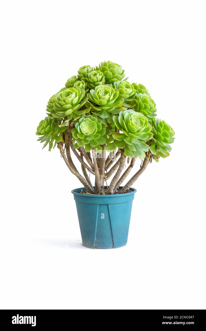 plante succulente verte en pot isolée Banque D'Images plante succulente verte en pot isolée Banque D'Images