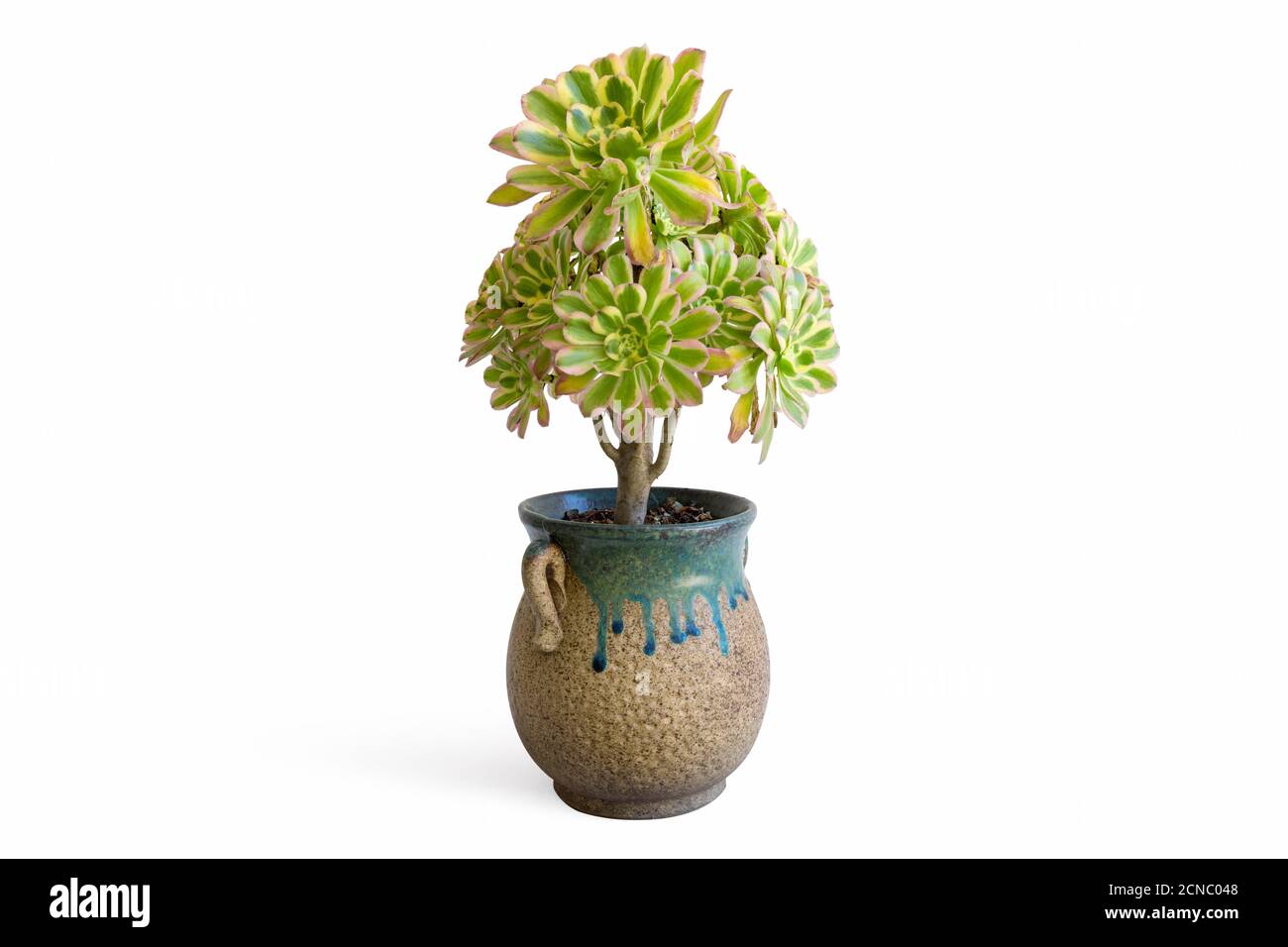plante succulente en pot isolée Banque D'Images plante succulente en pot isolée Banque D'Images