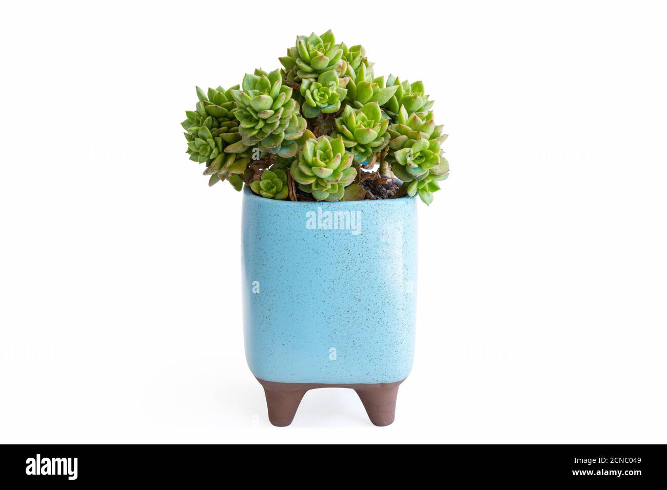 petite plante succulente en pot isolée Banque D'Images