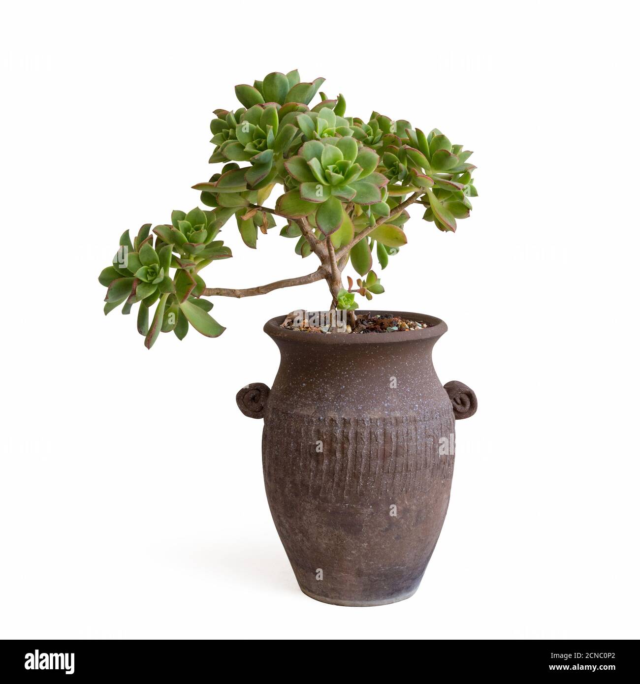 petite plante succulente dans un pot isolé Banque D'Images petite plante succulente dans un pot isolé Banque D'Images
