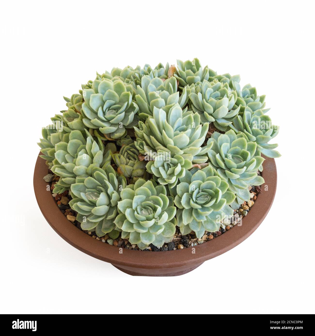 plante succulente dans le pot isolé Banque D'Images plante succulente dans le pot isolé Banque D'Images