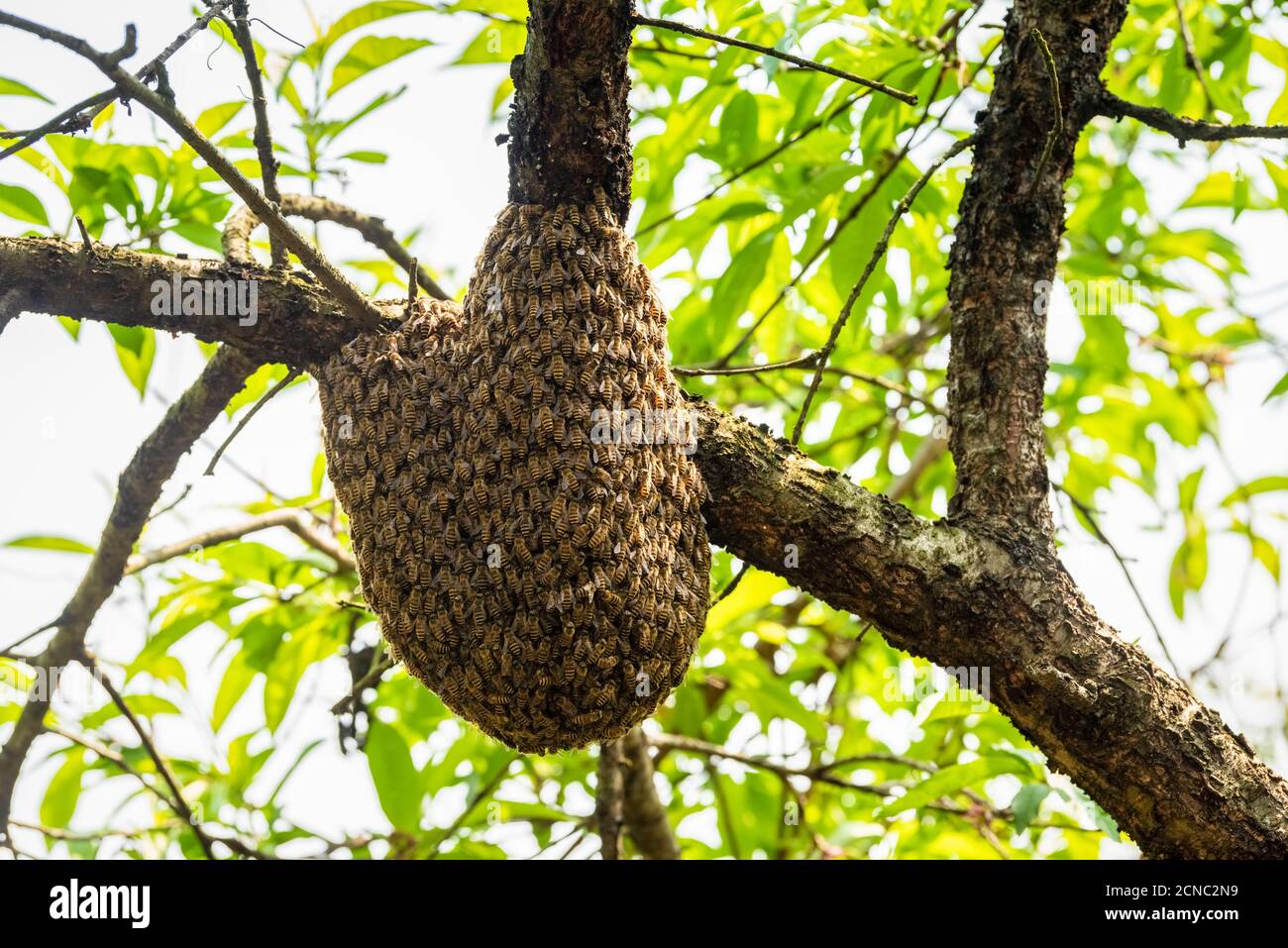 ruche sauvage sur arbre Banque D'Images