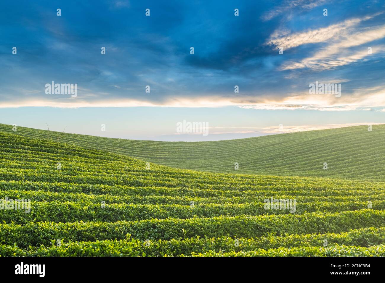 jardin de thé dans la lumière du soleil tôt le matin Banque D'Images