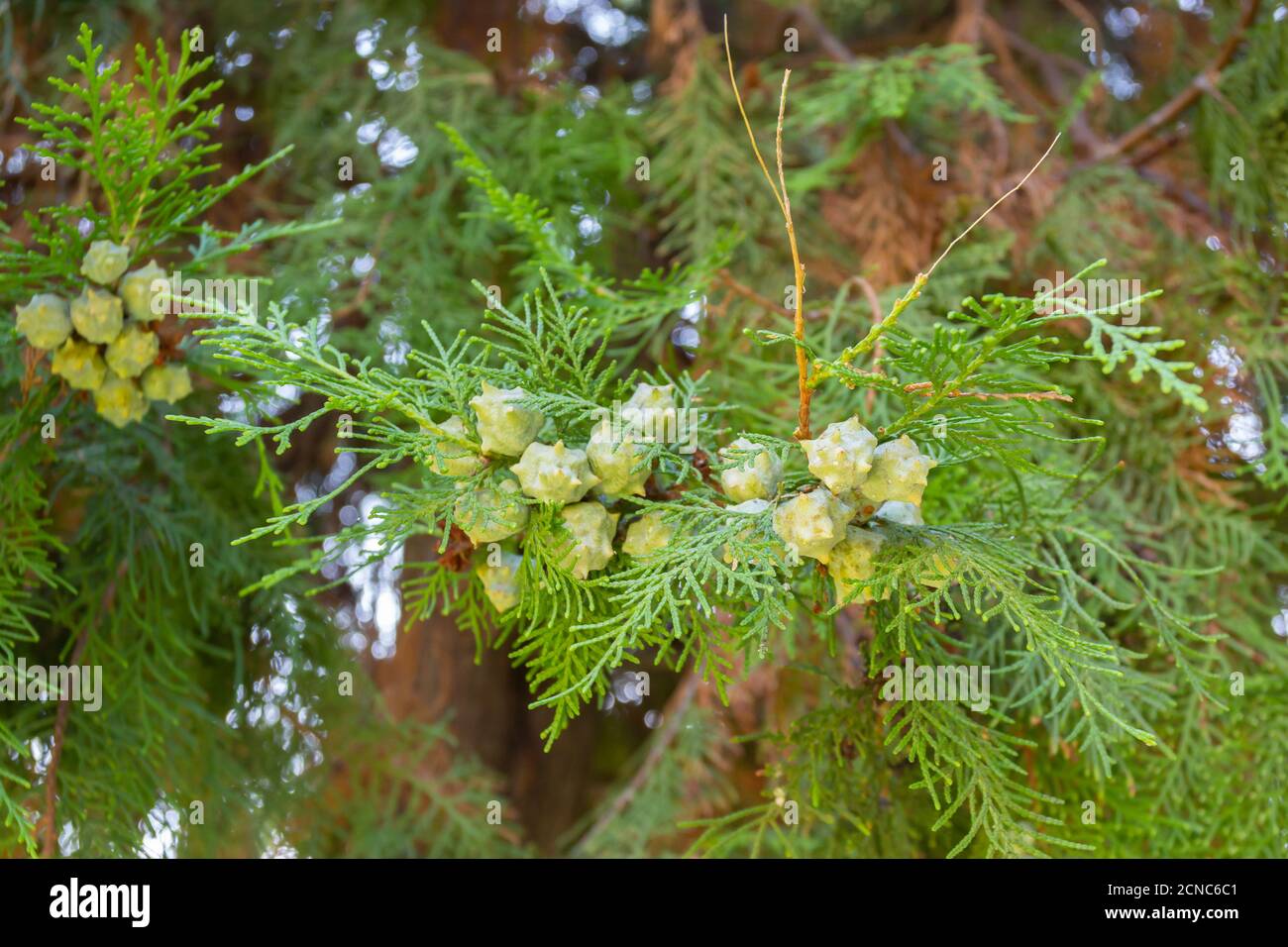 Les branches d'un gros plan de thuja. Aiguille en pin. Banque D'Images
