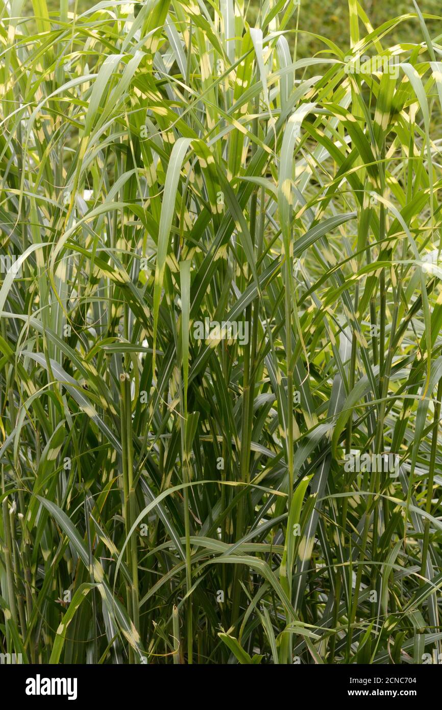 Miscanthus sinensis zébrinus zébra herbe Banque D'Images