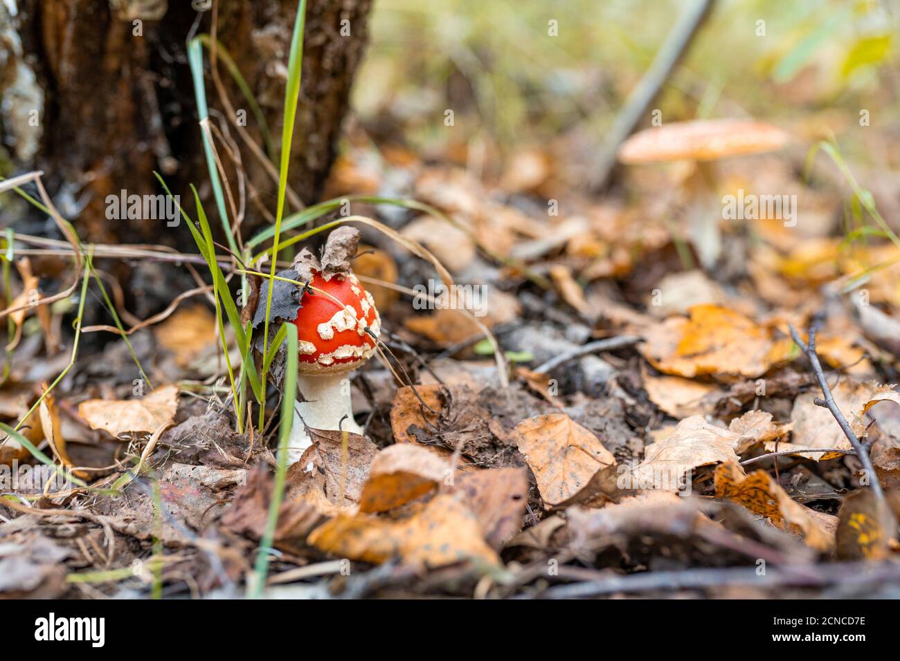 La mouche des champignons toxique agaric pousse parmi l'herbe et les feuilles dans la forêt d'automne. Amanita muscaria Banque D'Images