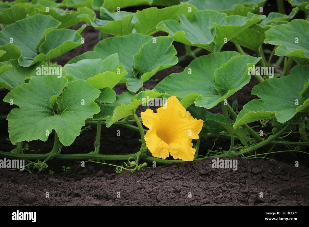 Les feuilles de citrouille et une fleur jaune poussent dans un champ Banque D'Images