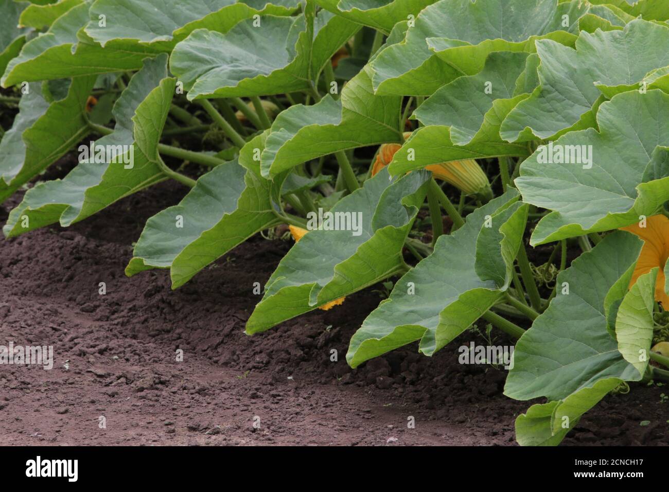 Une ligne de feuilles de citrouille poussant dans un champ, le Japon Banque D'Images