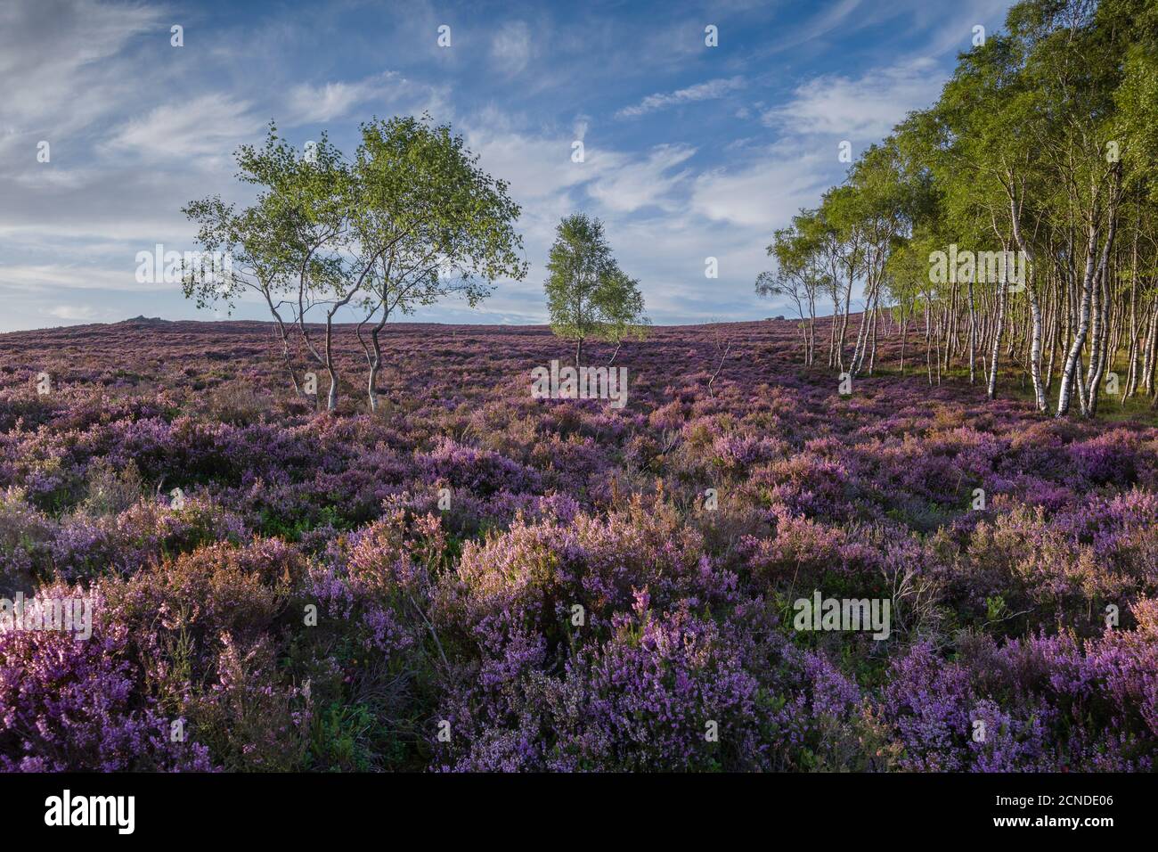 Bruyère pourpre en pleine floraison estivale sur la lande surélevée De l'est Peak District à Millstone Edge Banque D'Images