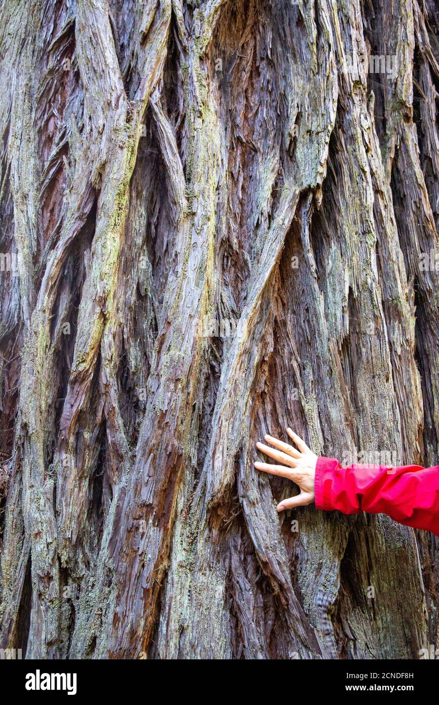 Séquoias géants sur le sentier Lady Bird Johnson Trail dans le parc national de Redwood, Californie, États-Unis d'Amérique Banque D'Images