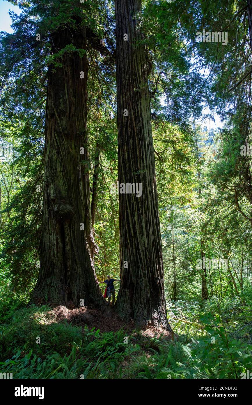 Randonneur parmi les séquoias géants sur le Trillium Trail, Redwood National and State Parks, Californie, États-Unis d'Amérique Banque D'Images