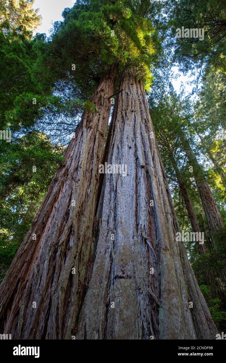 Séquoias géants sur le sentier Lady Bird Johnson Trail dans le parc national de Redwood, Californie, États-Unis d'Amérique Banque D'Images