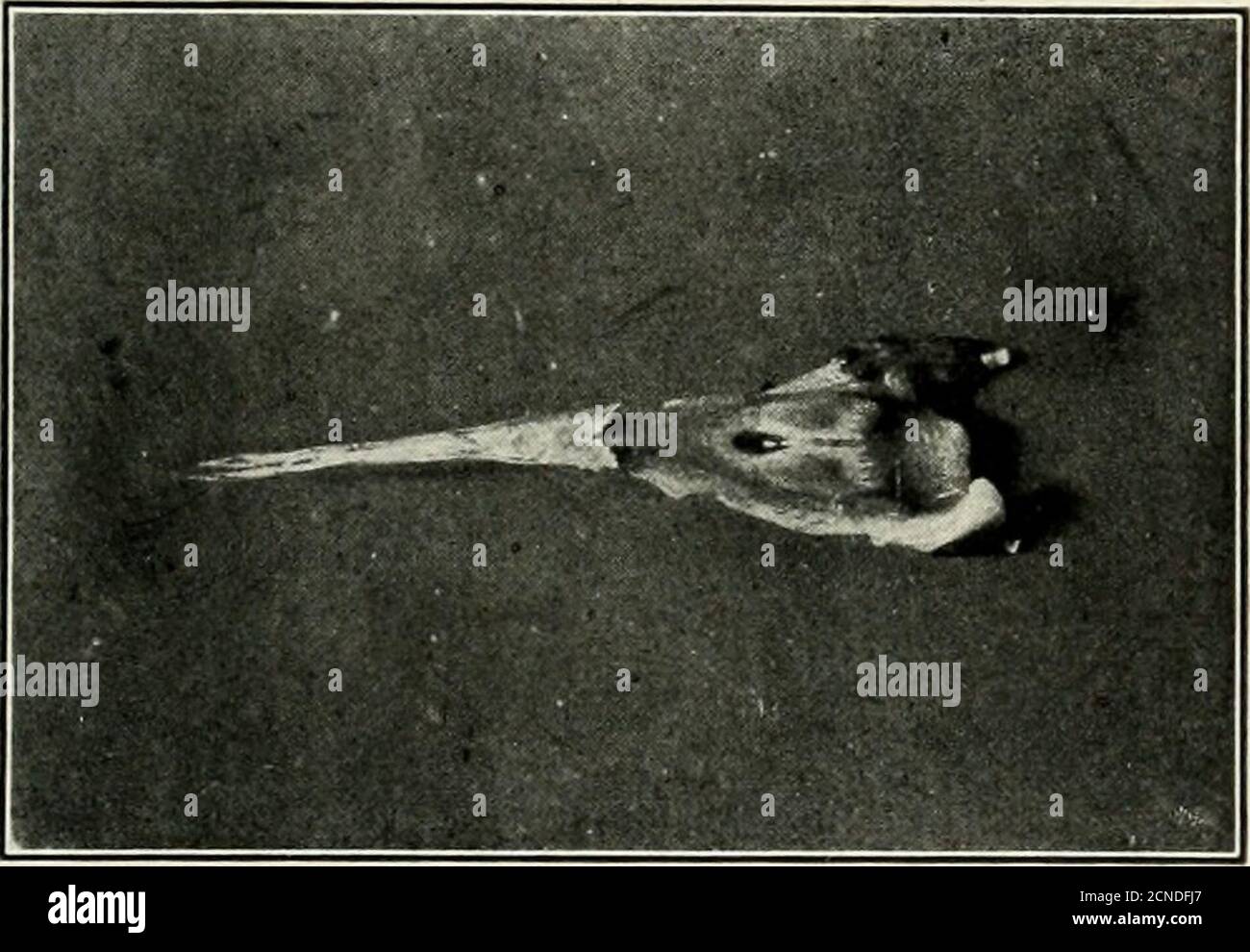 . L'oiseau, sa forme et sa fonction . Les organes de nutrition 129 descend après qu'il quitte la bouche. Chez certains oiseaux thisis un simple tube du même diamètre tout au long, alwaysmoist de la sécrétion des glandes (muqueuses) qui abonde dans ses murs, mais servant simplement comme apassage pour la nourriture sur son chemin à l'estomac. Dans une autre classe d'oiseaux, une chambre élargie est présente, appelée la culture. Cela sert un peu simi-lar comme la poche externe du pélican; thatis, il agit comme un réceptacle pour la nourriture. Aucun digestiveglands particulier n'est trouvé ici, et les seuls agents agissant sur. Figure 102 Banque D'Images