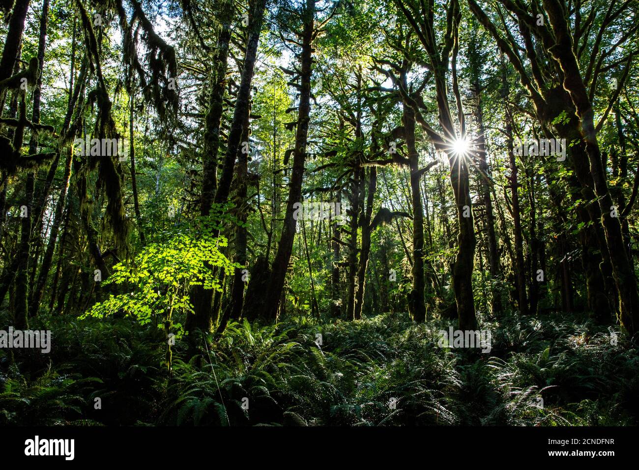 Forêt pluviale tempérée sur le Maple Glade Trail, Forêt pluviale de Quinault, Parc national olympique, État de Washington, États-Unis d'Amérique Banque D'Images