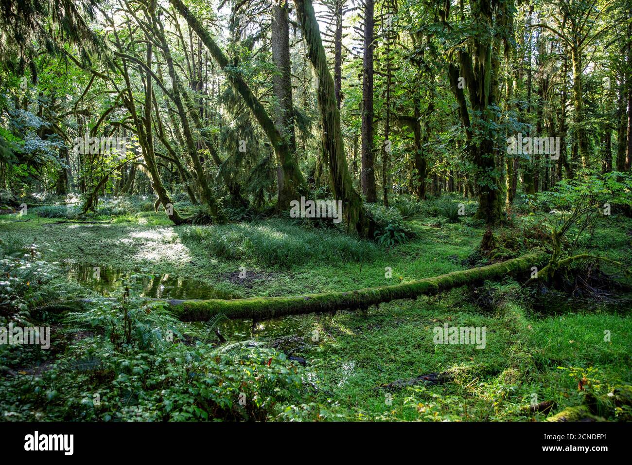 Forêt pluviale tempérée sur le Maple Glade Trail, Forêt pluviale de Quinault, Parc national olympique, État de Washington, États-Unis d'Amérique Banque D'Images