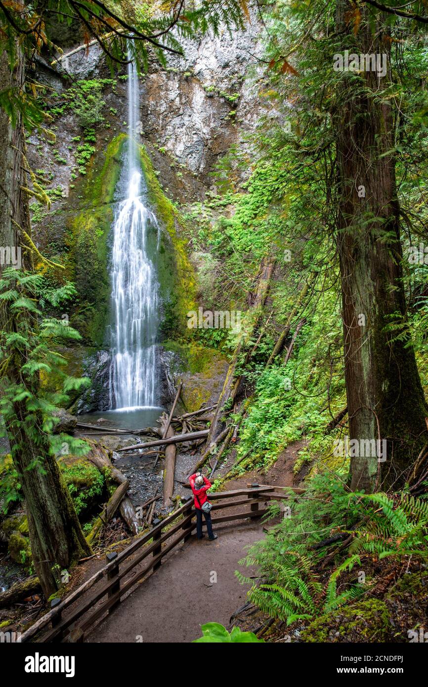 Chute d'eau sur le sentier de Marymere Falls, forêt tropicale de Quinault, parc national olympique, État de Washington, États-Unis d'Amérique Banque D'Images