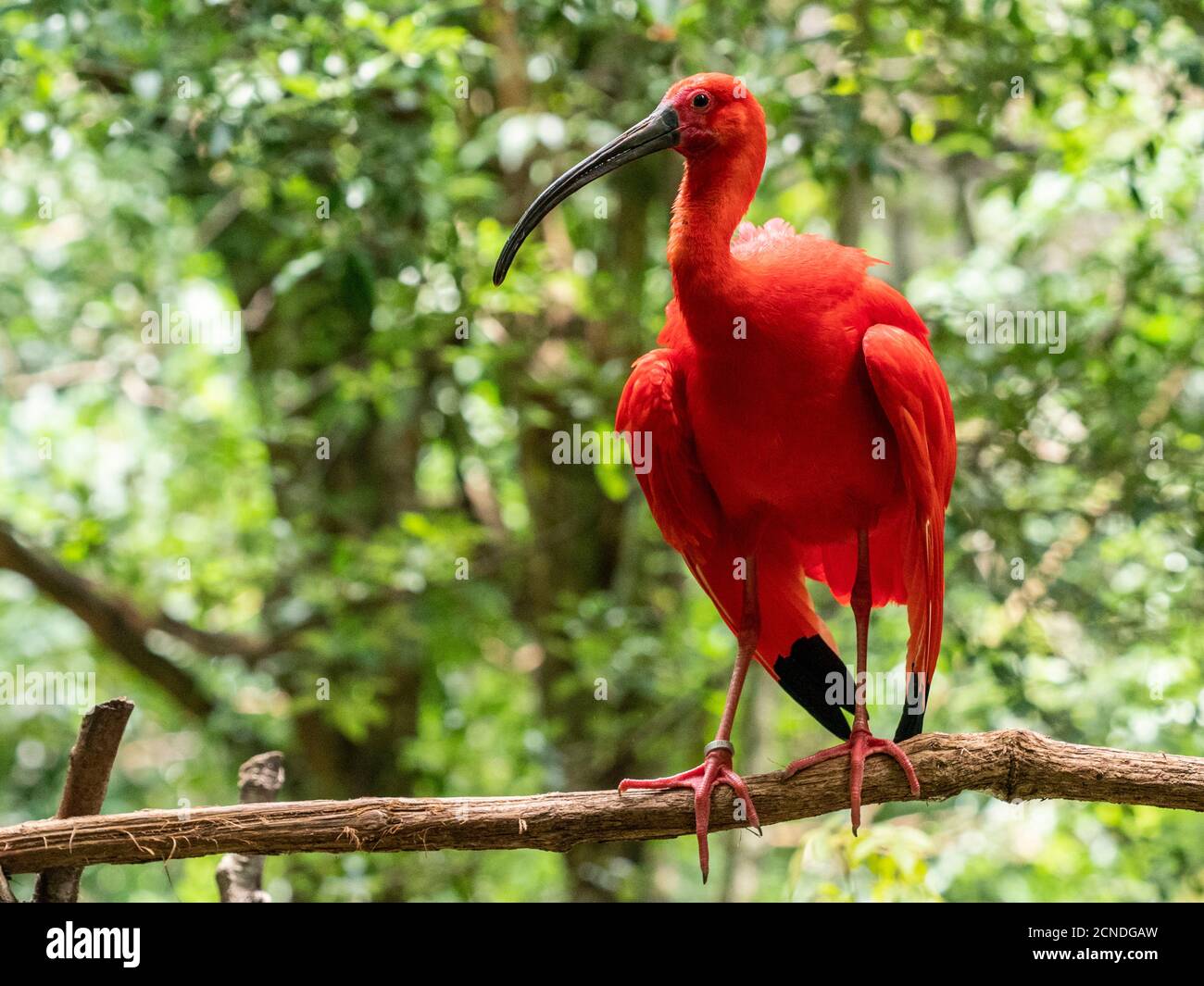 Escarpement captif ibis (Eudocimus ruber), Parque das Aves, Foz do Iguacu, Etat de Parana, Brésil Banque D'Images