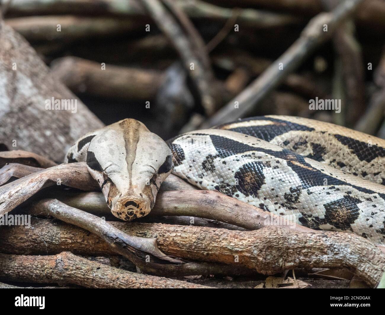 Boa constricteur adulte captif (Boa constricteur), Parque das Aves, Foz do Iguacu, État de Parana, Brésil Banque D'Images