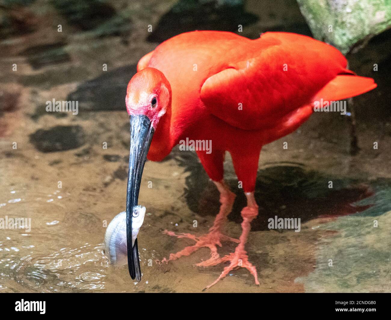 Escarpement captif ibis (Eudocimus ruber) avec poisson, Parque das Aves, Foz do Iguacu, Etat de Parana, Brésil Banque D'Images