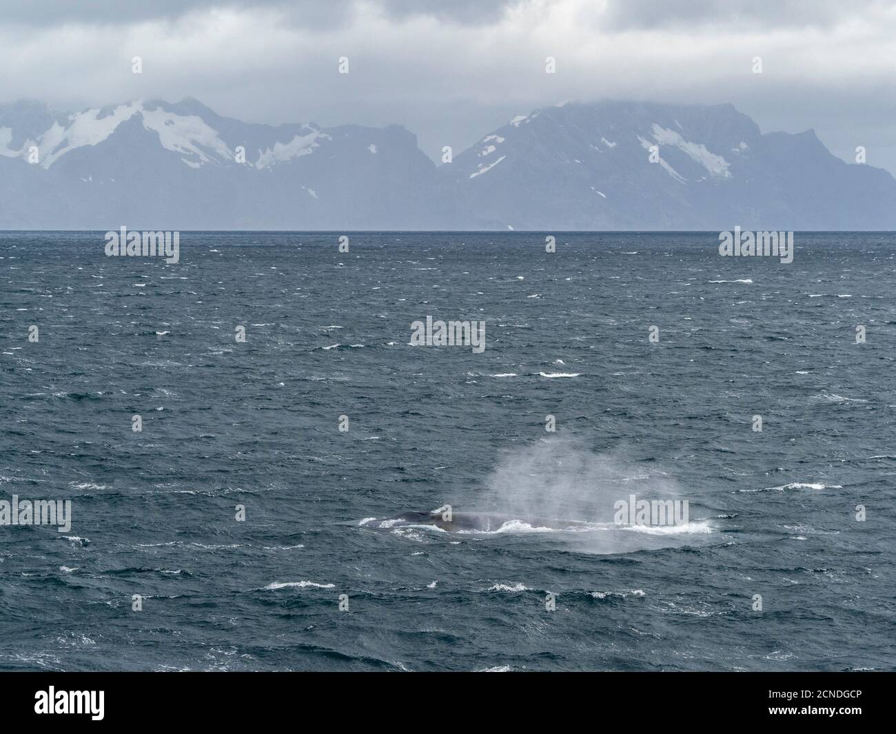 Baleine bleue adulte (Balaenoptera musculus) se nourrissant dans la baie de la Baleine droite, Géorgie du Sud, régions polaires Banque D'Images