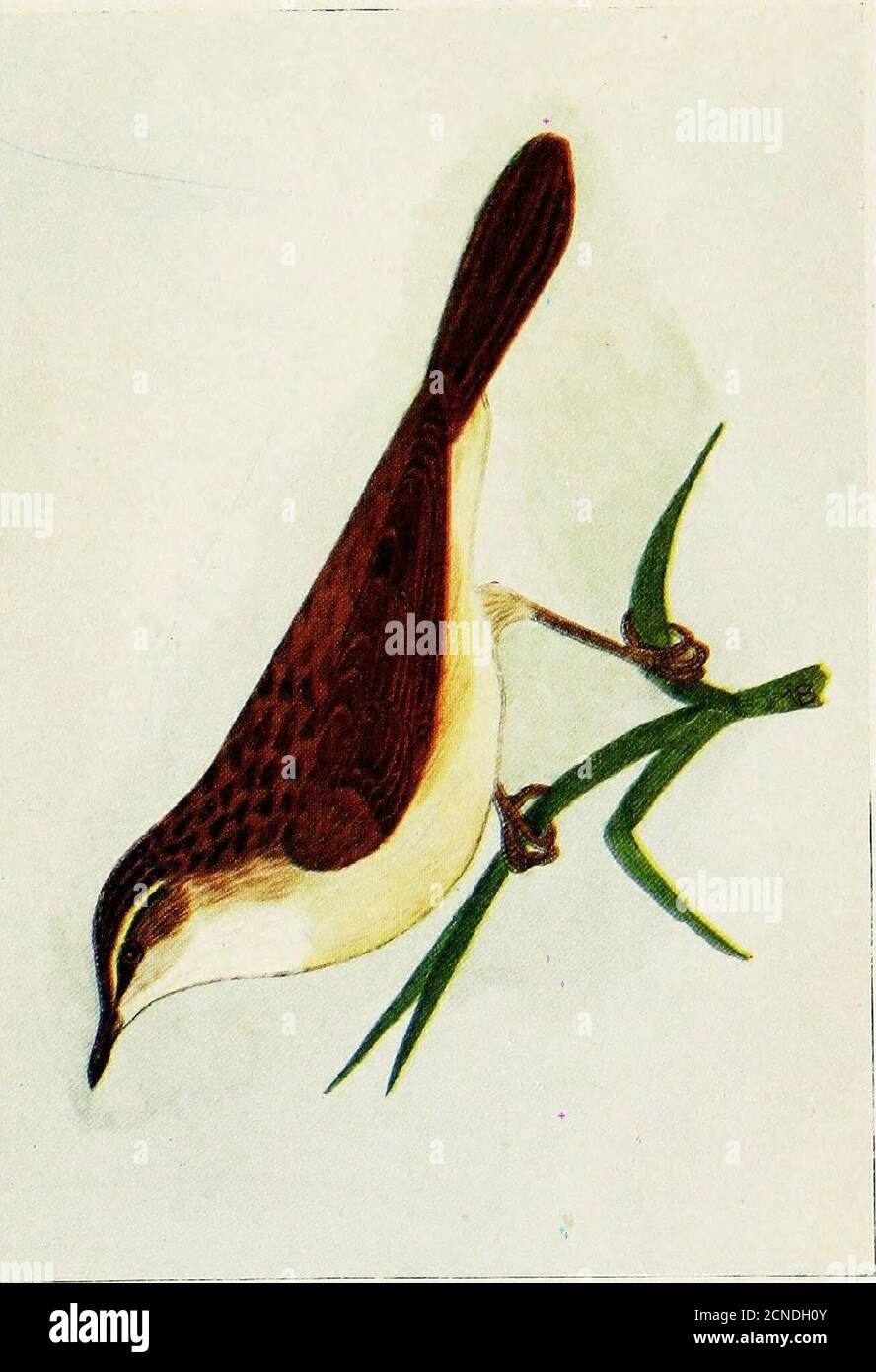 . Les oiseaux britanniques et leurs oeufs : avec une nouvelle méthode d'identification . s et les lits de saule, emmêlés dans les bushespar les côtés des ruisseaux, ou d'autres moins près, mais plus gén.-.Ally à portée de l'eau. Sa chanson est une médley continue, gabblant de notes musicales et non musicales, livré comme l'oiseau erre erre sur le couvert des roseaux ou des buissons. Un faible, dur Chur-r-r ! fre-se rappelle quemment, les intervalles sont remplis par des rafales de sons plus aigus, généralement mécaniques dans leur qualité, et ressemblant aux call-notes de plusieurs autres oiseaux. Aucun oiseau n'émet un tel anincessant babouble de sons hétérogènes Banque D'Images